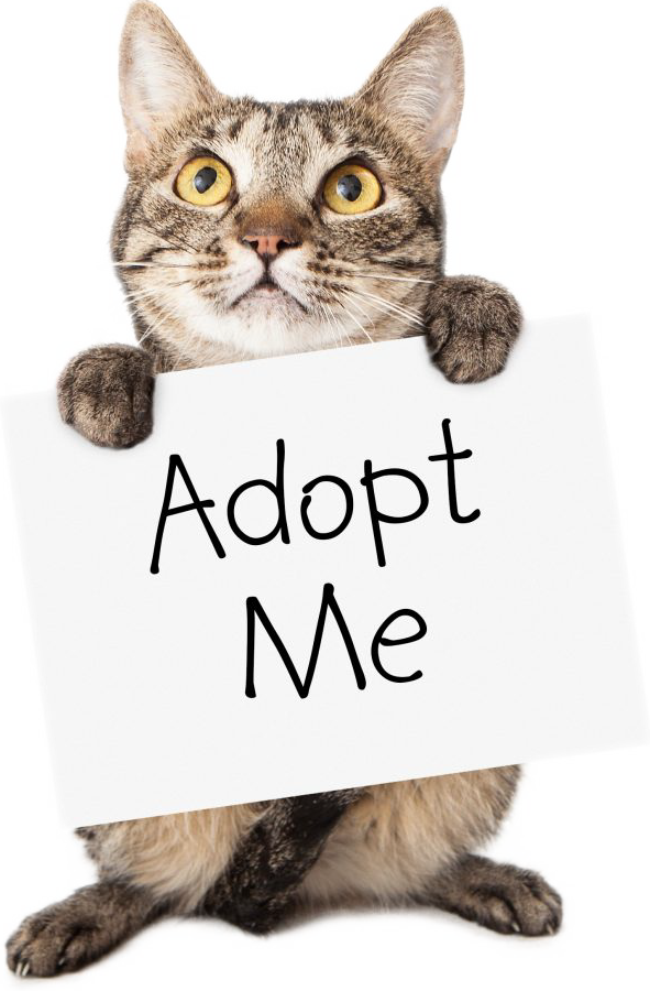 Furever Heaven Foundation - Adopt Me for Cat Adoption-transp