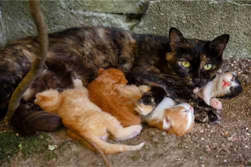 Furever Heaven org Homeless Mama and Kittens Outdoors 500×334